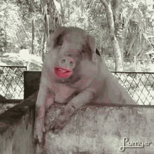 Porco Wet Lips GIF - Porco Wet Lips Pig GIFs
