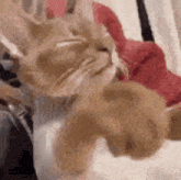 a close up of a cat laying on a bed with a red blanket .