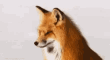 Fox Say What GIF - Fox Say What What Did You Say GIFs
