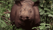Looking Around Sumatran Rhinos Are Nearly Gone New Plan Launched To Save Them GIF - Looking Around Sumatran Rhinos Are Nearly Gone New Plan Launched To Save Them World Rhino Day GIFs