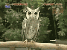 Owl Shocked GIF - Owl Shocked GIFs