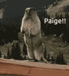 Paige Groundhog GIF - Paige Groundhog Greeting GIFs