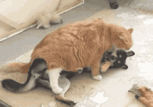 Husky Dog GIF - Husky Dog Cat GIFs