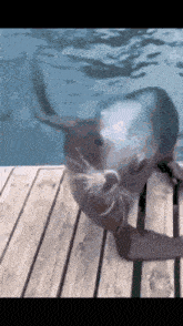 a seal is laying on its back on a wooden deck in the water .