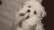 Aww GIF - Cute Adorable Puppy GIFs