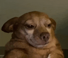 a close up of a brown dog making a face .