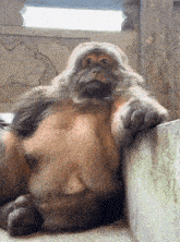a monkey with a large belly is leaning against a concrete wall