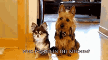 Who Pooped In The Kitchen? Guilty GIF - Guilty Dogs Guilty Dogs GIFs