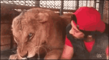 Lion Tamed GIF - Lion Tamed Lick GIFs