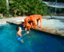 Dog Panics When He Goes Underwater GIF - Dog Panic Under GIFs