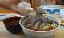 live squid sushi squid food