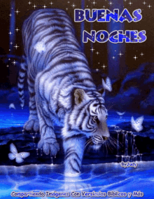 Buenas Noches Good Night GIF - Buenas Noches Good Night Tiger GIFs