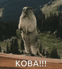 a ground squirrel standing on its hind legs with the word koba written on the bottom