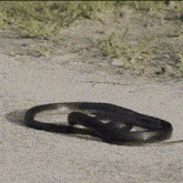Węgoż Snake GIF - Węgoż Snake Nakur Węgorza GIFs