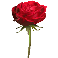 a single red rose with a green stem