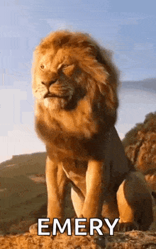 Lion King Lion GIF - Lion King Lion Animal GIFs