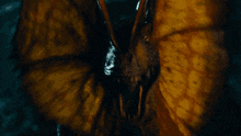 a close up of a dragon 's face with its wings spread out