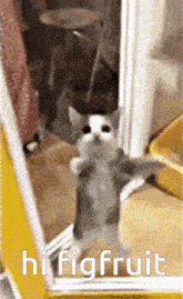 a cat is standing in front of a mirror with the words hi figfruit written below it