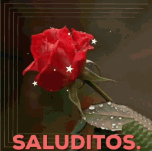Saluditos Rose GIF - Saluditos Rose Flower GIFs