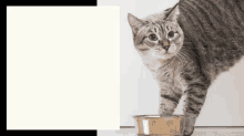 Catlol Katten GIF - Catlol Katten Kat GIFs