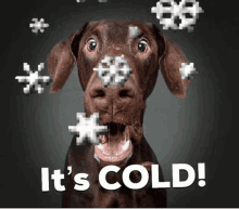 Cold Freezing GIF - Cold Freezing Its Cold GIFs
