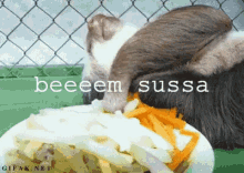 Sussa GIF - Eat Eatallday Sussa GIFs