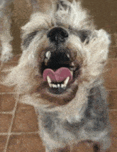 a close up of a dog with its tongue out