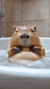 a capybara is taking a bath in a bathtub with bubbles