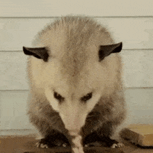 Possum Rubbing Hands Opossom GIF - Possum Rubbing Hands Possum Opossom GIFs