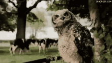 Owl Dance GIF - Owl Dance Head GIFs