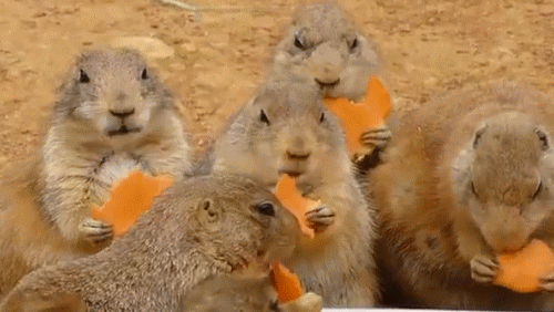 Time For Lunch? GIF - Viral Hungry Lunch - Découvrir et partager des GIF
