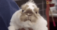 Angry Bunny GIF - Angry Bunny GIFs