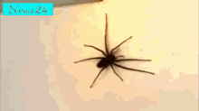 Tempting Fate With A Spider GIF - Spider Nope Playing With GIFs