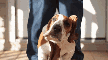 Dog Basset Hound GIF - Dog Basset Hound Basset GIFs