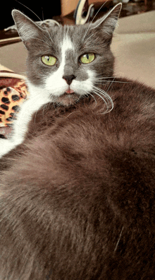 a gray and white cat with green eyes is laying down