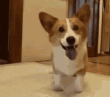 Corgi Excited GIF - Corgi Excited Dog GIFs