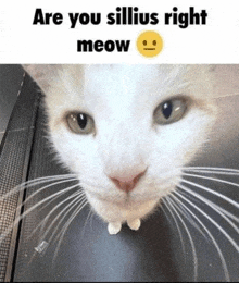 Are You Sillius Right Meow GIF - Are You Sillius Right Meow GIFs