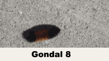 Gondal Gondal8 GIF - Gondal Gondal8 Avery GIFs