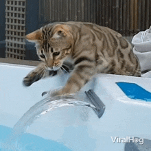 Cat Playing With Water Viralhog GIF