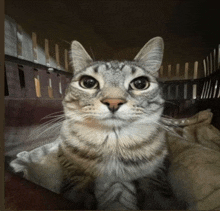 Cat Staring GIFs