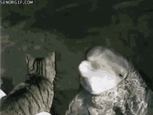 Cat Dolphin GIF - Cat Dolphin Friends GIFs
