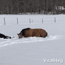 Playing In The Snow Horse GIF