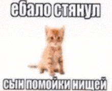 a kitten is sitting on a white surface with a russian text behind it .