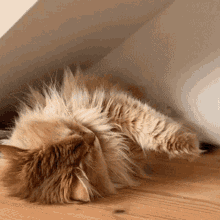stretch cat