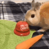 a bunny rabbit is eating a carrot next to a bell that says `` ring for carrots '' .