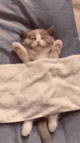 Kitten Is Sleeping GIF - Kitten Is Sleeping GIFs