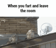Owl Poop GIF - Owl Poop When You Fart And Leave The Room GIFs