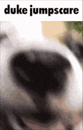 Duke Jumpscare GIF - Duke Jumpscare Dog GIFs