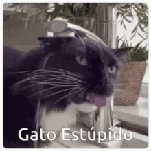 Stupid Cat GIF - Stupid Cat Estupido GIFs