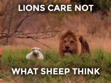 Lions Sheep GIF - Lions Sheep Think GIFs